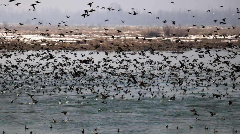 Poaching haunts winged visitors! (1)