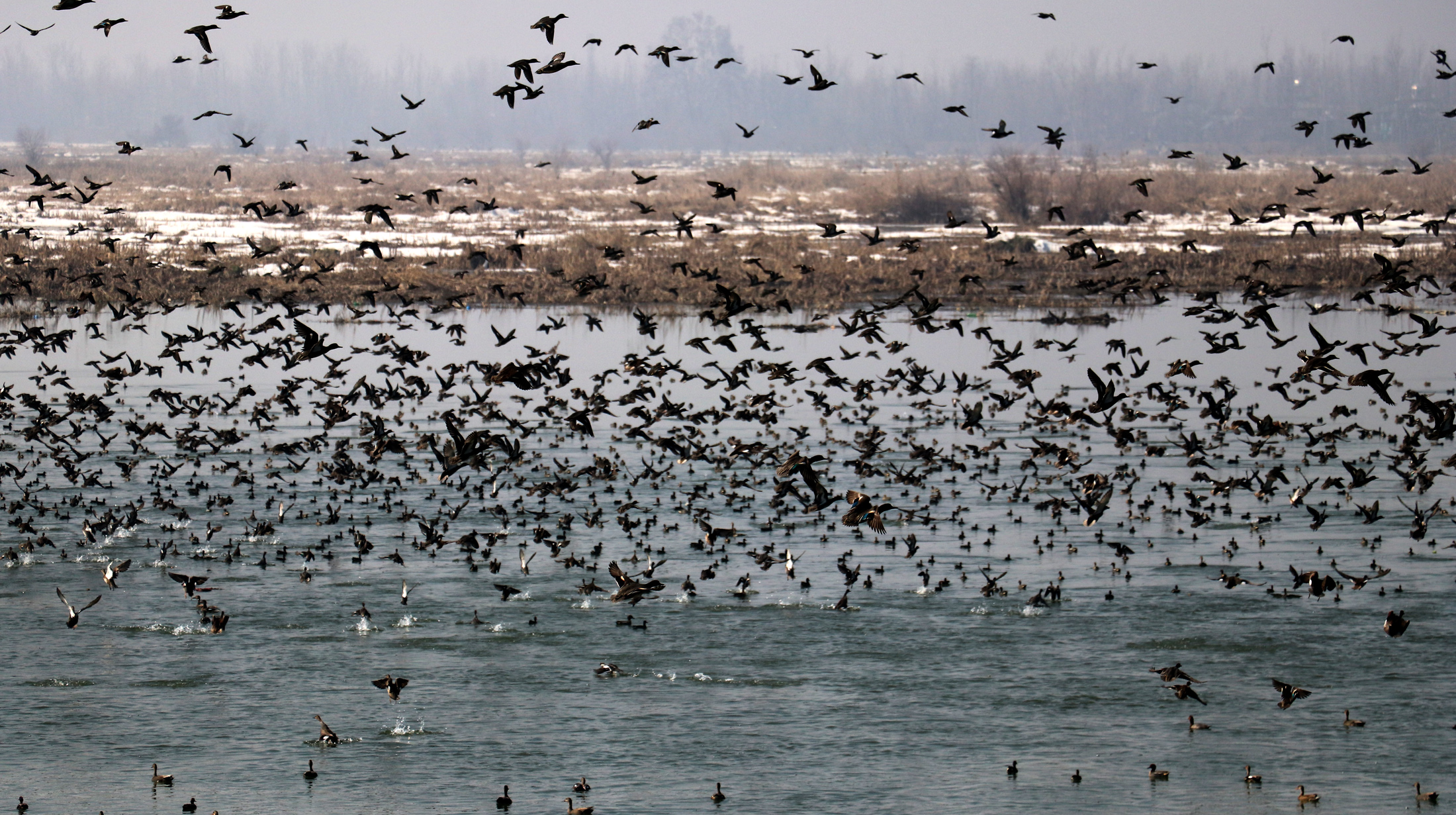 Poaching haunts winged visitors! (1)