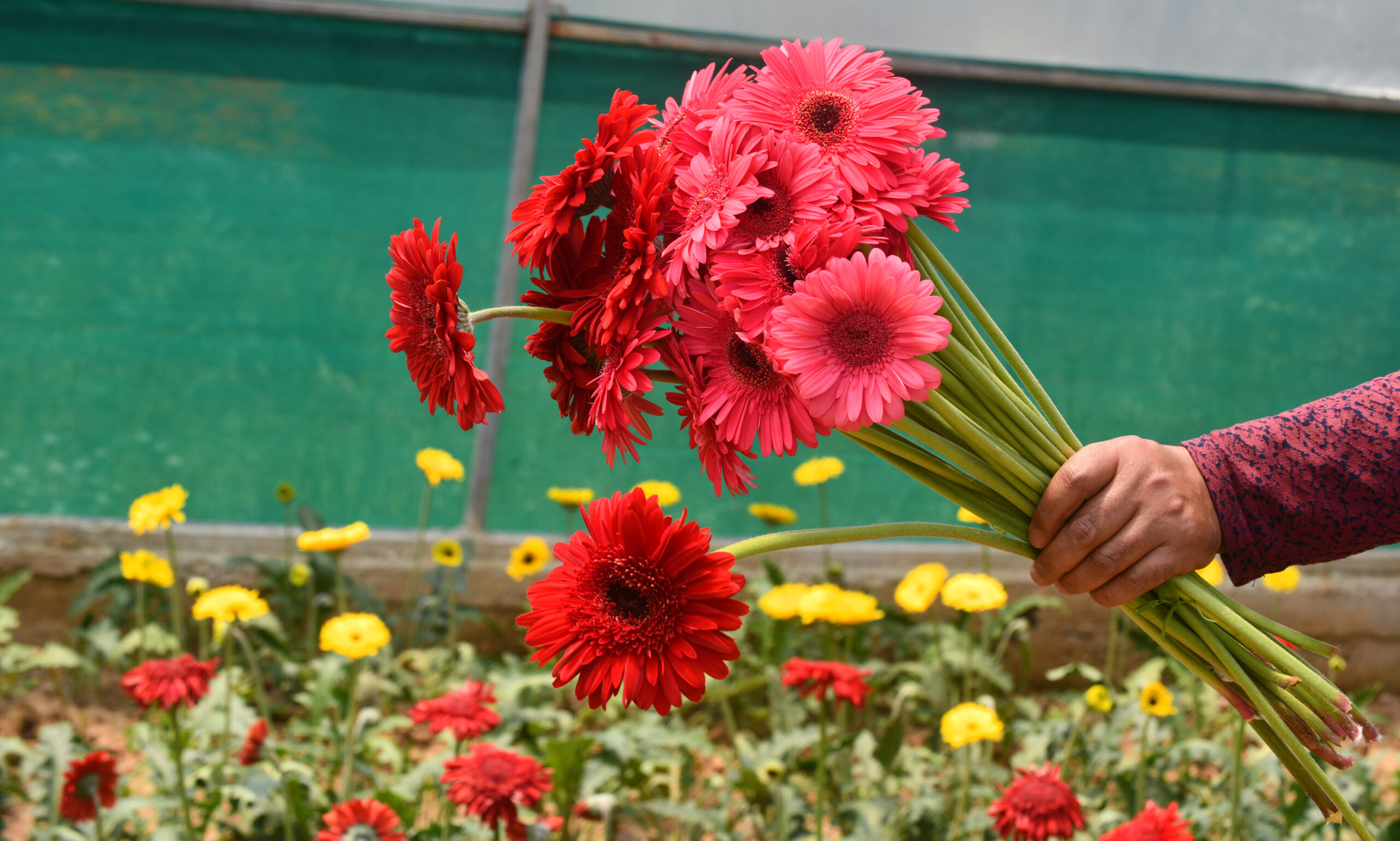 Plant Nursary (7)