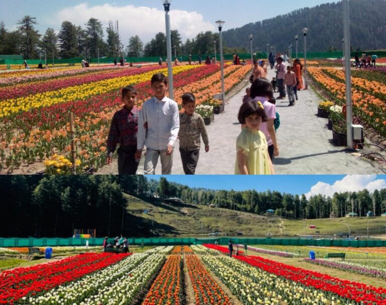 Tulip garden Sanasar witness huge footfall