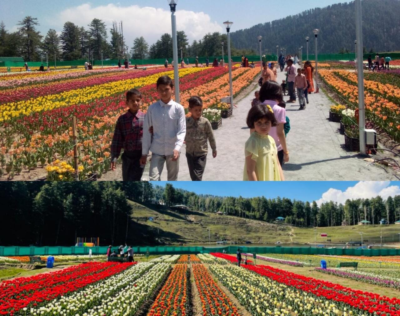 Tulip garden Sanasar witness huge footfall