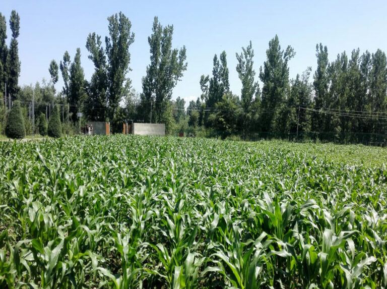 PIX SIZE FOR WEB2