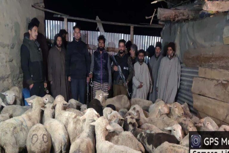 Police Cracks Major Livestock Theft Case In Pulwama; 02 accused arrested