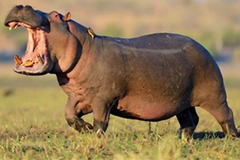 Jambu Zoo welcomes pair of Hippos